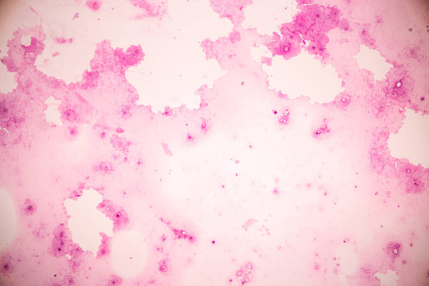 Anatomi ve Histolojik Yumurtalık, Testis ve Sperm insan hücreleri mikroskop altında. - Fotoğraf, Görsel
