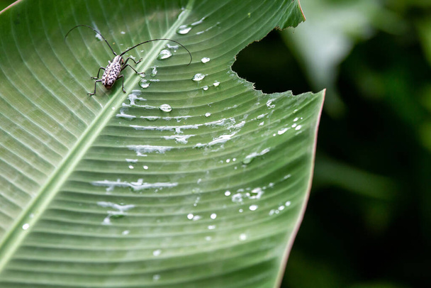 Asiatischer Skarabäus mit schwarz-weißen Flecken Cerambycidae auf Bananenblättern mit Tautropfen hat sich die Regenzeit des thailändischen grünen Waldes zu einem Symbol der Regenzeit entwickelt. Hintergrund mit Textbereich - Foto, Bild