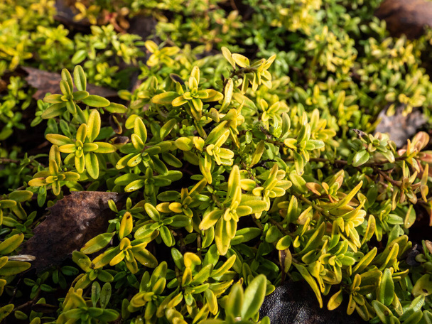 Makro aus gelben und grünen Blättern des nach Zitrone duftenden Thymians (Thymus x citriodorus) 'Golden Draft' - immergrüne, mattenbildende Pflanze im Garten im zeitigen Frühjahr - Foto, Bild