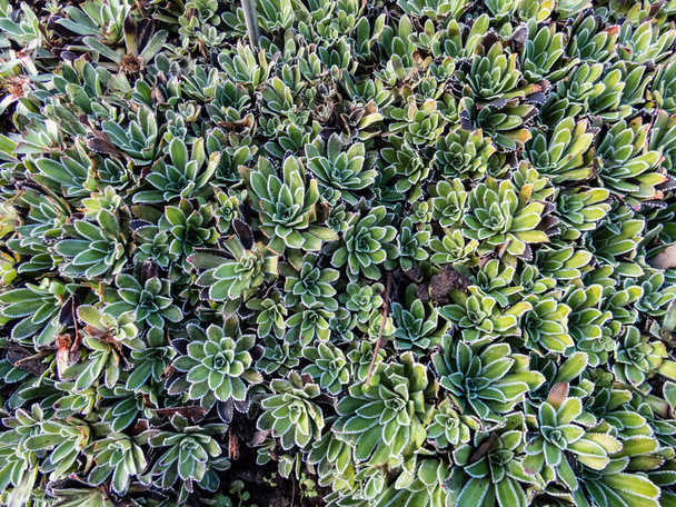 Macro do saxifrage alpino, saxifrage incrustado ou saxifrage de prata (Saxifraga paniculata) com roseta densa de folhas de couro, planas e duras com margens de folha dentada - Foto, Imagem