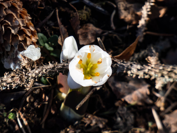 Κοντινό πλάνο του φυτού με ανοιξιάτικη ανθοφορία (Colchicum szovitsii) με λευκά άνθη να φυτρώνουν στον κήπο υπό έντονο ηλιακό φως. Λευκό ανοιξιάτικο τοπίο λουλουδιών - Φωτογραφία, εικόνα