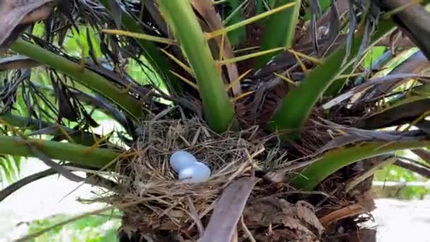 Dois ovos de pássaro no ninho. Ninho de pássaro na natureza.  - Filmagem, Vídeo