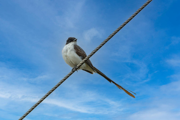 Un pájaro de cola larga posado en un cable de alimentación - Foto, imagen