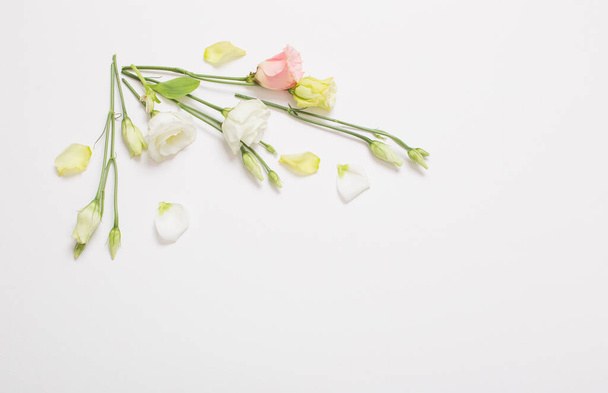 spring beautiful flowers on white background - 写真・画像