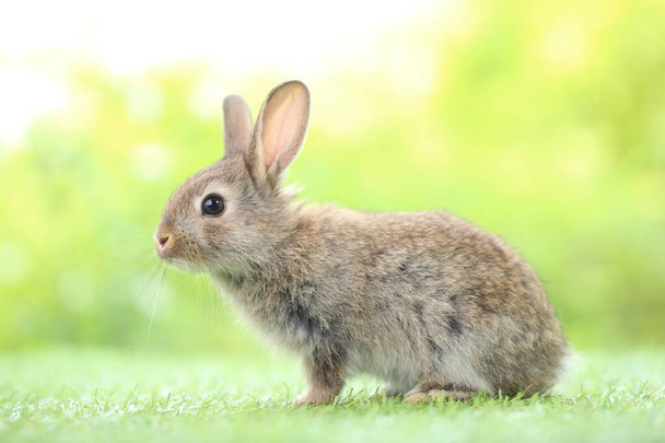 Baharda arka planda doğal bokeh olan yeşil çimenlerin üzerinde şirin küçük bir tavşan. Bahçede oynayan genç sevimli tavşan. Parkta sevgi dolu bir hayvan - Fotoğraf, Görsel
