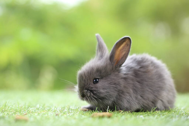 Lindo conejito sobre hierba verde con bokeh natural como fondo durante la primavera. Joven conejito adorable jugando en el jardín. Cariñosamente mascota en el parque - Foto, imagen