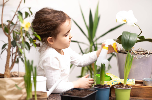 ホームガーデニング。家の植物、家の緑の環境を世話するのを手伝っている小さな子供の女の子 - 写真・画像