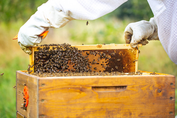 Bijen frame vol of rijk aan verse honing en was, een zoete, kleverige geelbruine vloeistof gemaakt door bijen en andere insecten uit nectar verzameld uit bloemen - Foto, afbeelding