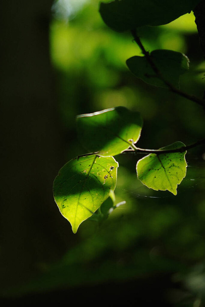 beautiful green leaves in the garden - 写真・画像