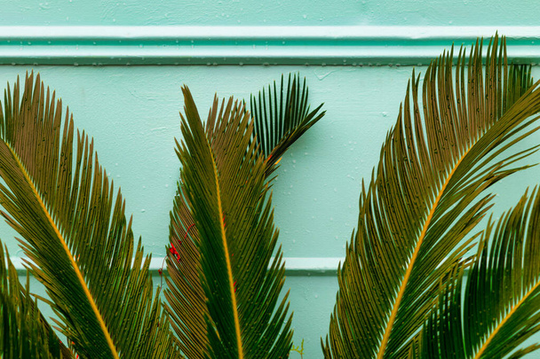 palm leaves on the beach - Фото, зображення