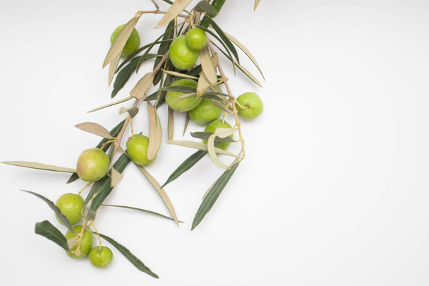 Aceitunas verdes frescas en una rama sobre un fondo blanco - Foto, Imagen