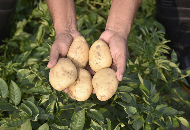 man holding a freshly harvested potatoes in the garden - Photo, image