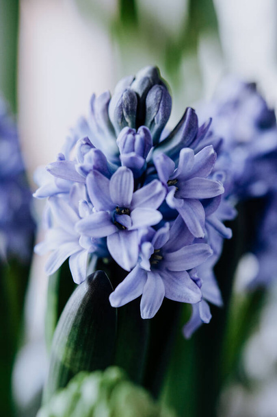 Large flower hyacinths, traditional easter flowers, flower background, easter spring background. Close up macro photo, selective focus. Ideal for greeting festive postcard. - Foto, Imagen