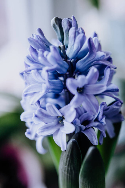 Large flower hyacinths, traditional easter flowers, flower background, easter spring background. Close up macro photo, selective focus. Ideal for greeting festive postcard. - Zdjęcie, obraz