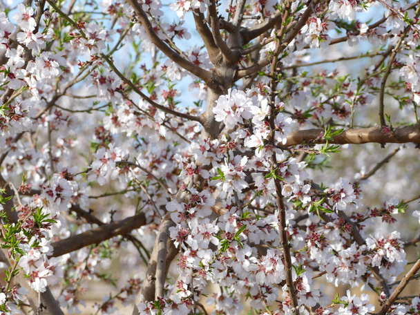 Kaunis tuoksuva manteli kukkii keväällä Mallorcalla, Baleaareilla, Espanjassa - Valokuva, kuva
