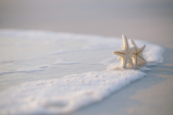 Две морские звезды на берегу океана
 - Фото, изображение