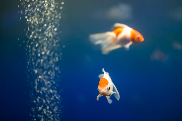 beautiful goldfish swim in the aquarium - Φωτογραφία, εικόνα