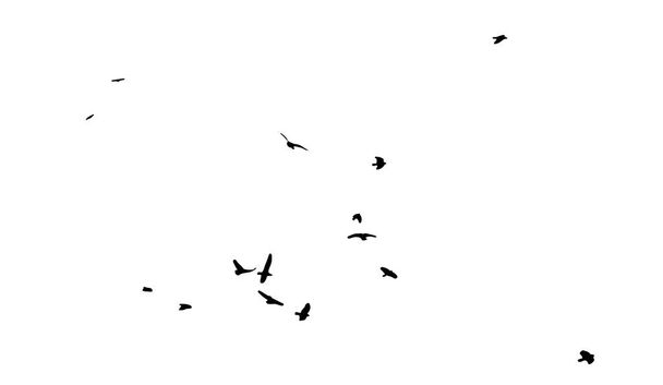Een zwerm vliegende vogels. Gratis vogels. Vectorillustratie - Vector, afbeelding