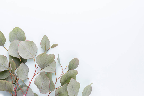 Green leaves eucalyptus on pastel background. flat lay, top view. - Foto, afbeelding