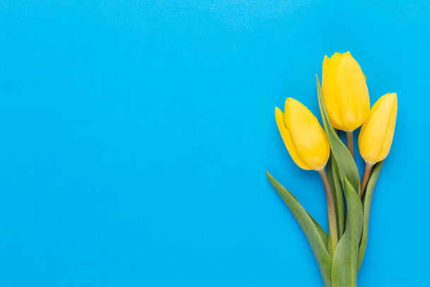 Yellow tulips on the blue background. - Foto, imagen