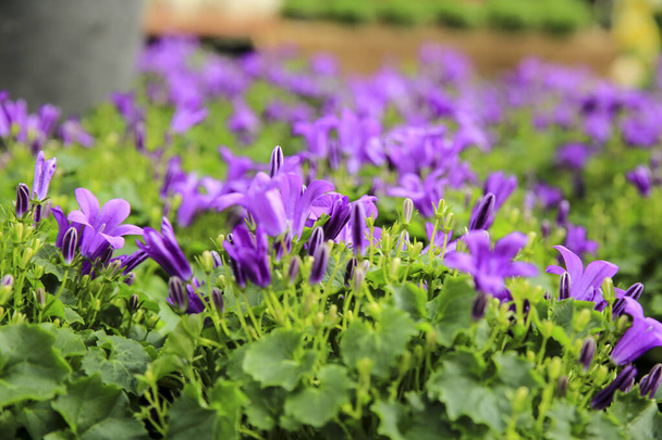 Colorful Campanula plants in the garden in Spain - Photo, Image