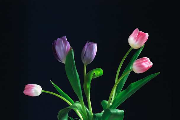 Tulips - Φωτογραφία, εικόνα