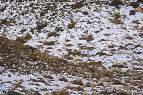 Пума, гуляющая в горах, Национальный парк Торрес-дель-Пайне, Патагония, Чили. - Фото, изображение