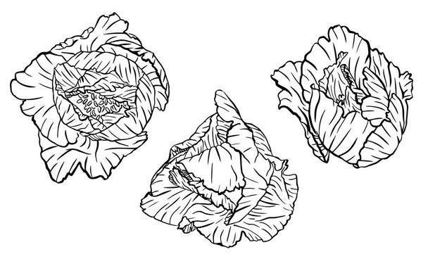 Σύνολο παιώνιες σχέδιο τρία λουλούδια διάνυσμα - Διάνυσμα, εικόνα