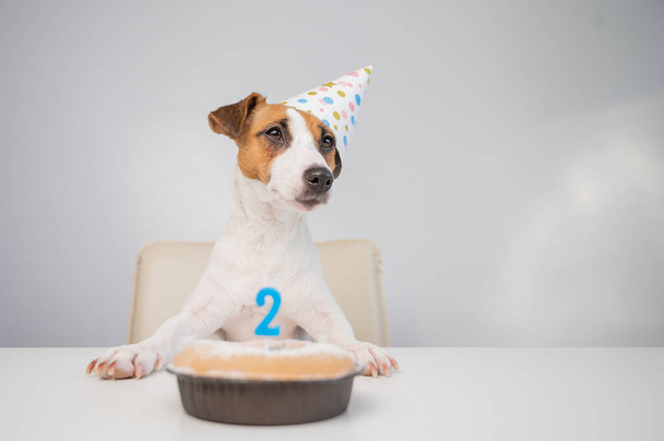 Jack Russell terrier en una gorra festiva por un pastel con una vela sobre un fondo blanco. El perro está celebrando su segundo cumpleaños - Foto, Imagen