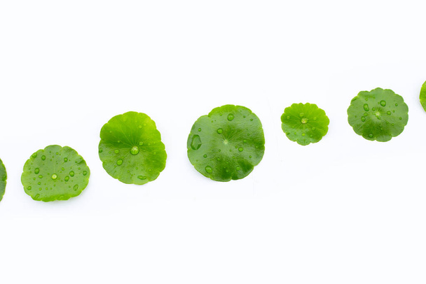 зеленый центелла азиатские листья в Петри блюда на белом фоне. - Фото, изображение