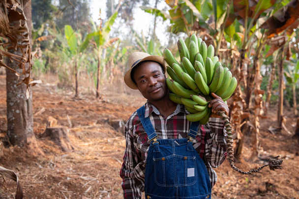 O jovem agricultor africano na sua plantação de bananeira acaba de recolher um monte de bananeiras. Agricultor no trabalho - Foto, Imagem