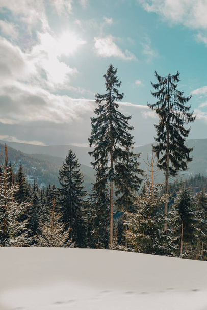 Winter pine forest. Sunny nature snow landscape. - Fotó, kép