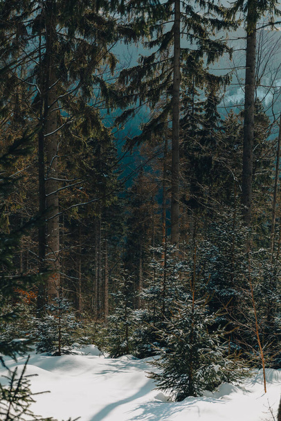 Zimní borový les. Slunečná příroda sníh krajina. - Fotografie, Obrázek