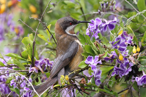 Wschodni Spinebill żywiący się nektarem z kwiatów Duranta erecta - Zdjęcie, obraz