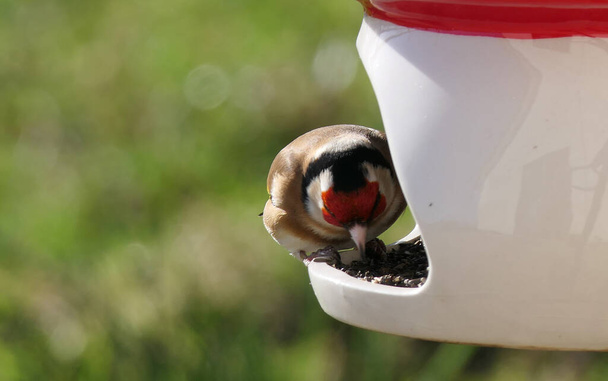 Stieglitz ernährt sich von einem Vogeltisch mit gemischtem Samen - Foto, Bild
