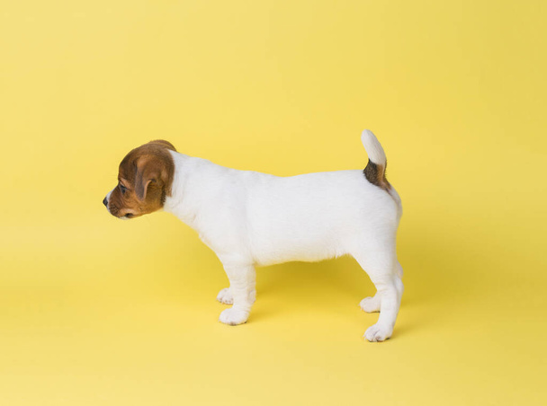 Белый щенок-терьер Джека Рассела на жёлтом фоне. Фотография домашней собаки, сделанная в студии. - Фото, изображение