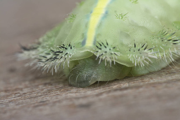 zblízka záběr zeleně korunované slimáčí housenky - Fotografie, Obrázek