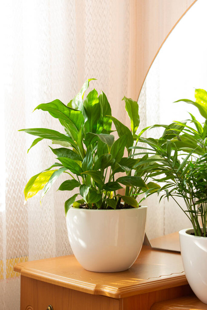 Zelená tropická rostlina na nočním stolku se zrcadlem. Koncept domácí květinářství. - Fotografie, Obrázek
