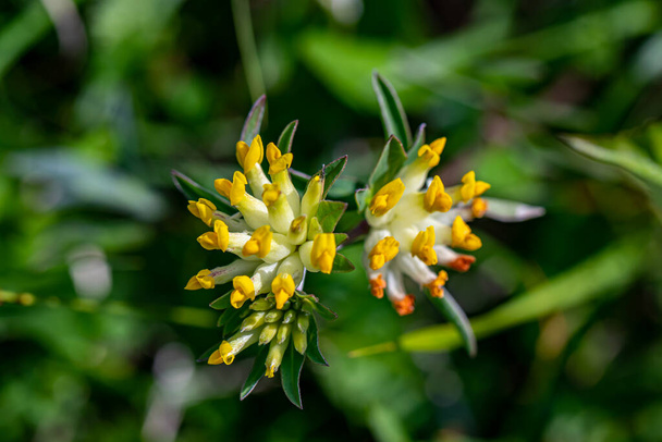 Anthyllis wrażliwych ssp. kwiat alpestris w górach, zbliżenie - Zdjęcie, obraz