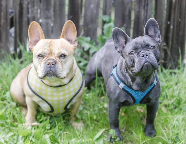Red tan (left) and blue Isabella (right) Frenchie buddies. Off-leash dog park in Northern California. - Foto, Imagen