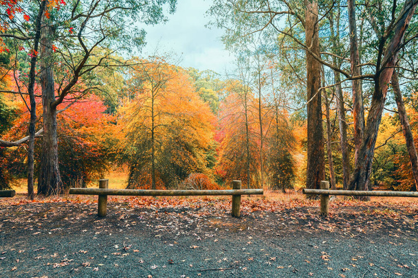 Mount Lofty park během podzimu v Adelaide Hills, Jižní Austrálie - Fotografie, Obrázek