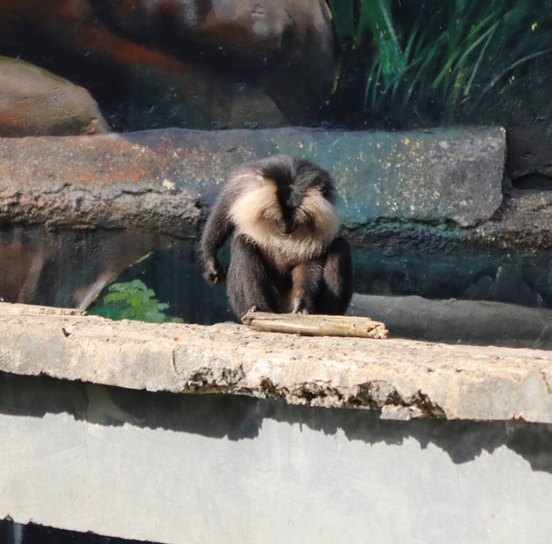 lew śledzony macaque trzyma drewniany blok w ręku. dowcip rozmyty tło - Zdjęcie, obraz