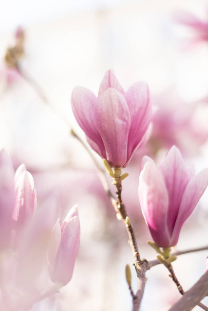 Tavaszi virágos háttér. Gyönyörű fény rózsaszín magnólia virágok - Fotó, kép