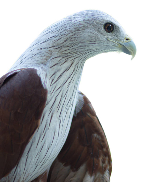 Брахмани кайт (Haliastur indus) птица с портретом головы на белом фоне - Фото, изображение