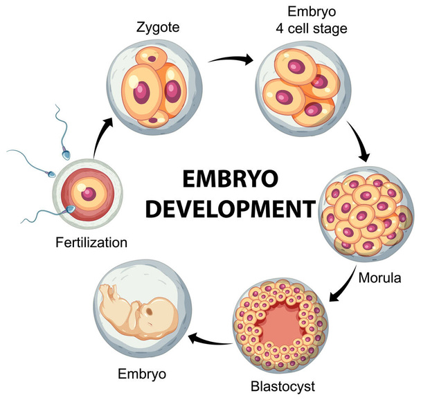 Développement embryonnaire humain dans l'illustration infographique humaine - Vecteur, image