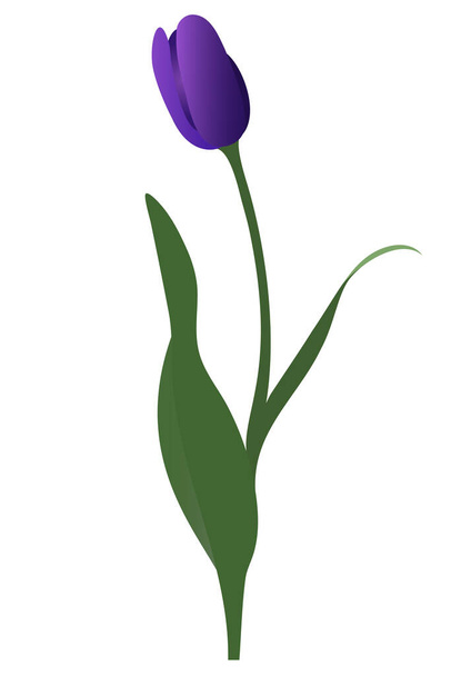 Tulip. Lilac bud. Delicate flower. Vector illustration. Isolated background. A flowering plant from the lily family. A symbol of loyalty. Flat style. Idea for web design, invitations, postcards. - Wektor, obraz