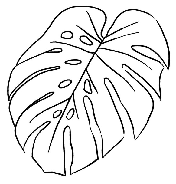 Чорні контури тропічного листя чернечої руки намальовані ілюстрації ізольовані. Елегантний елемент для весільного дизайну, вітальних листівок та ремесел
 - Фото, зображення