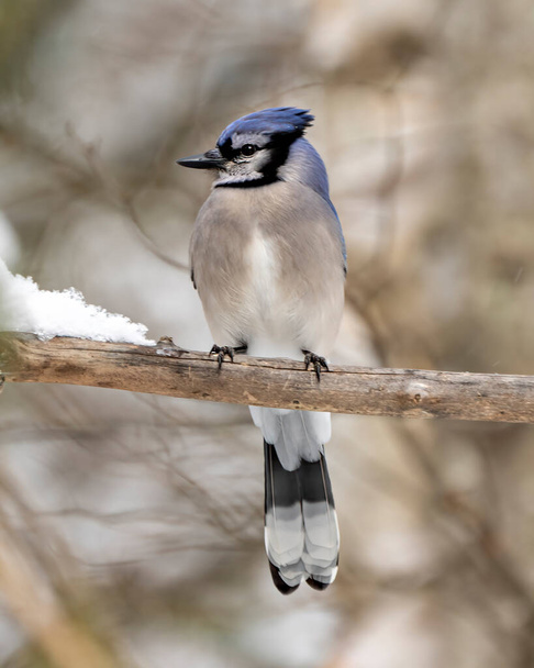 Blue Jay bird close-up perched on a branch with a blur forest background in the winter season environment and habitat surrounding displaying blue feather plumage wings. Picture. Portrait. - Fotoğraf, Görsel