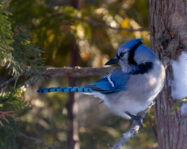 Blue Jay bird close-up perched on a branch with a blur forest background in the forest environment and habitat surrounding displaying blue feather plumage wings. Picture. Portrait. - Фото, изображение