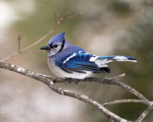Blue Jay bird close-up perched on a branch with a blur forest background in the winter season environment and habitat surrounding displaying blue feather plumage wings. Picture. Portrait. - Foto, immagini